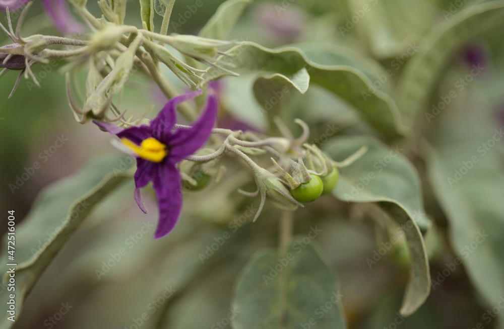 Flora of Gran Canaria - Solanum lidii, endemic to the island, locally called pepper of Temisas, natural macro floral background
Flora of Gran Canaria - Solanum lidii, endemic to the island, locally called pepper of Temisas, natural macro floral background