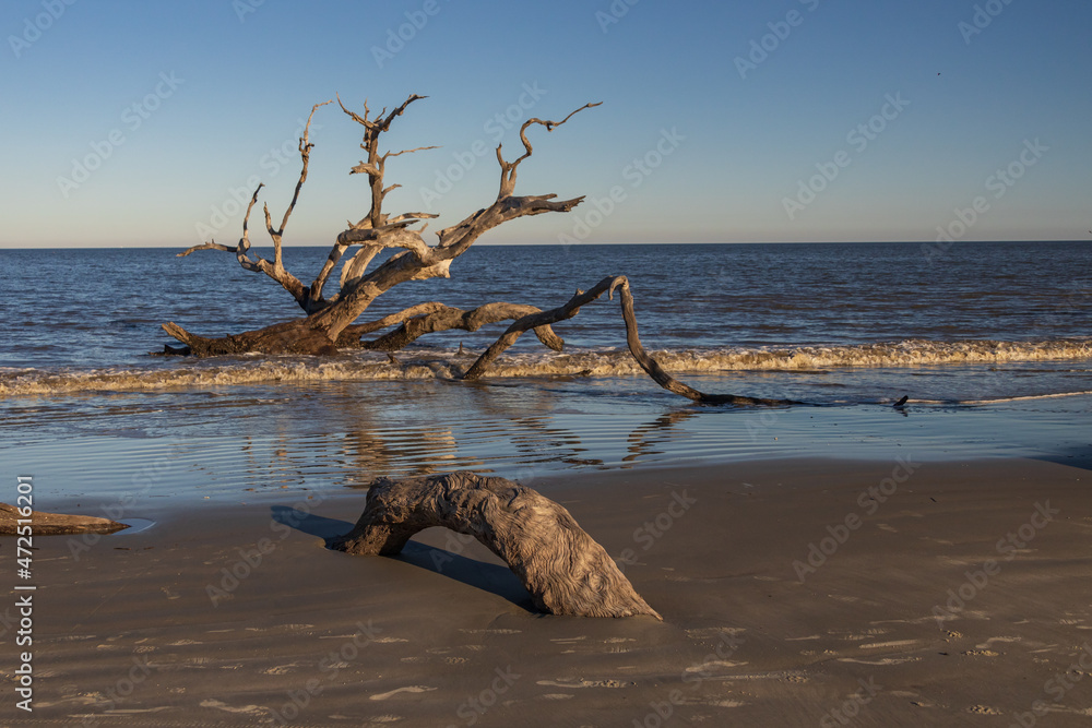 Large bare tree and driftwood on the beach
