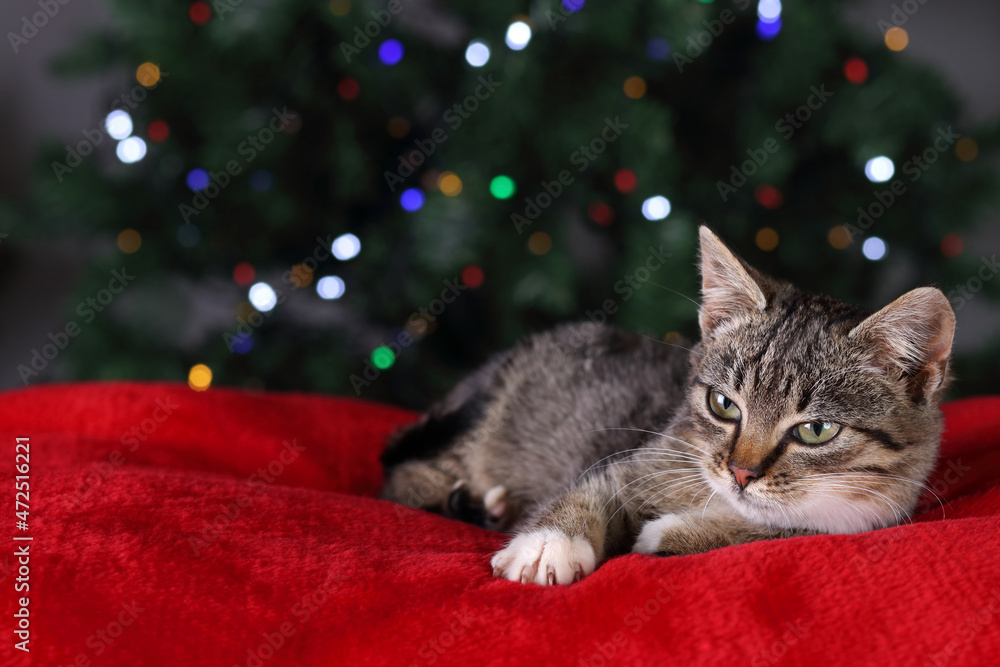 Little Cat lies and rests on a red pillow on the background of the Christmas tree. Little kitten close up. Cat. Christmas tree. Bokeh. Christmas garland. Holiday concept. Place for text Little Cat lies and rests on a red pillow on the background of the Christmas tree. Little kitten close up. Cat. Christmas tree. Bokeh. Christmas garland. Holiday concept. Place for text