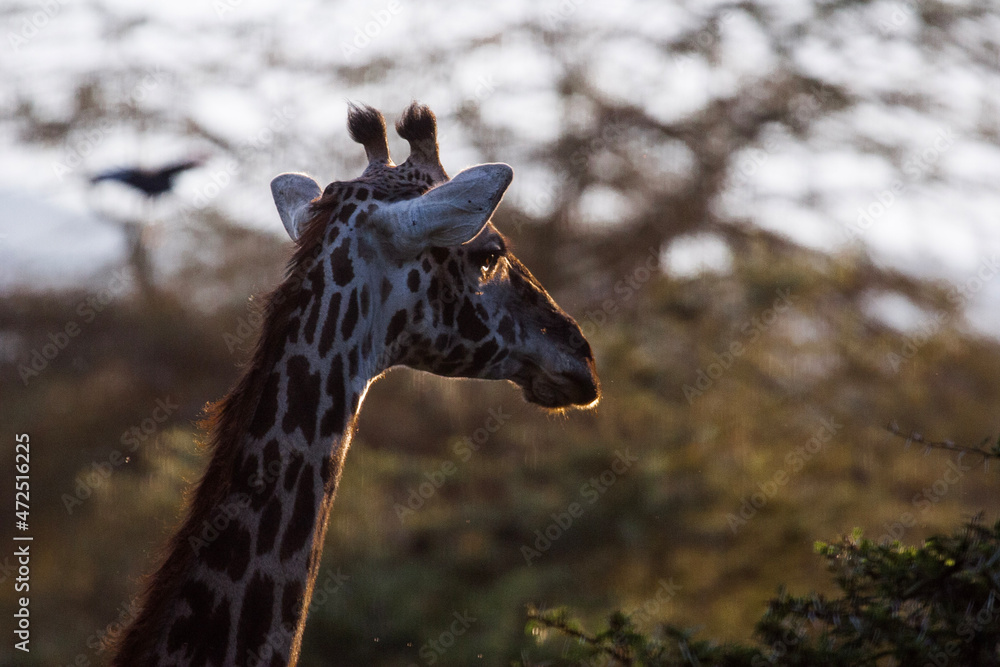 Naklejka premium Giraffe 5