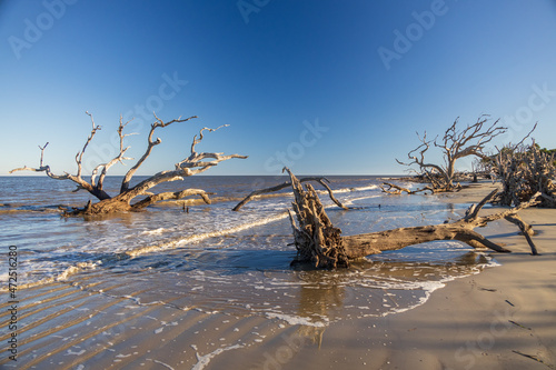 Large bare tree and driftwood on the beach  © Martina