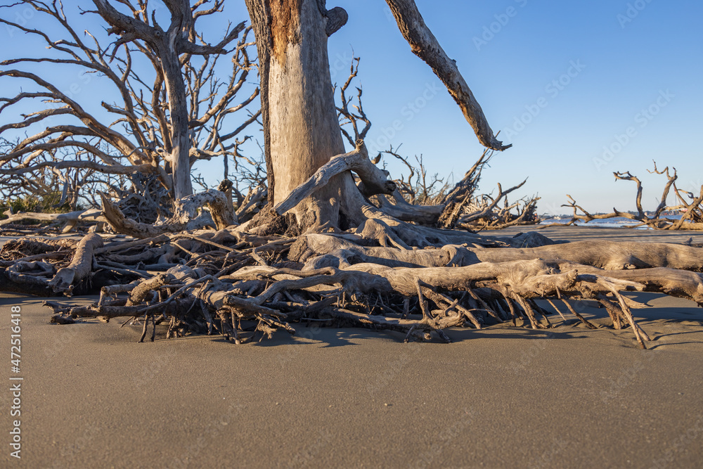 Large bare tree and driftwood on the beach
