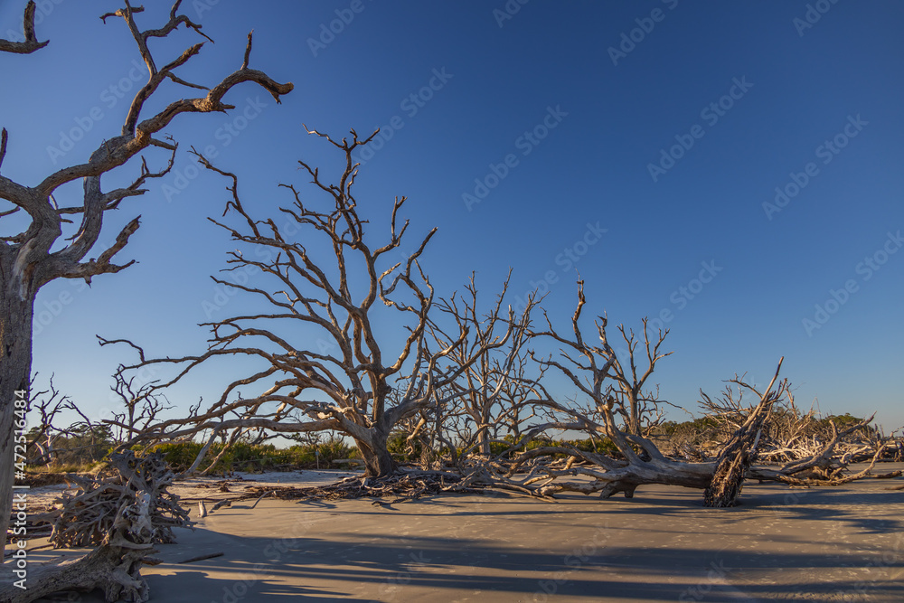 Large bare tree and driftwood on the beach
Large bare tree and driftwood on the beach