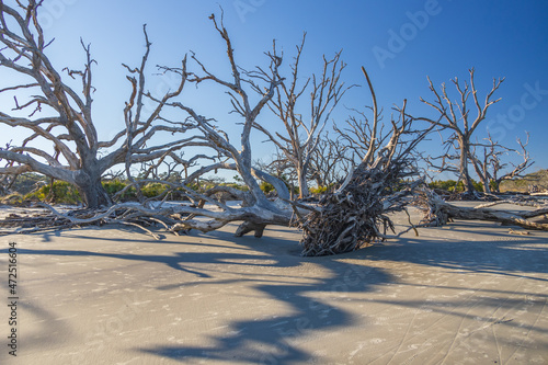 Large bare tree and driftwood on the beach 