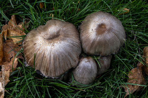 Fall Mushrooms in the Garden