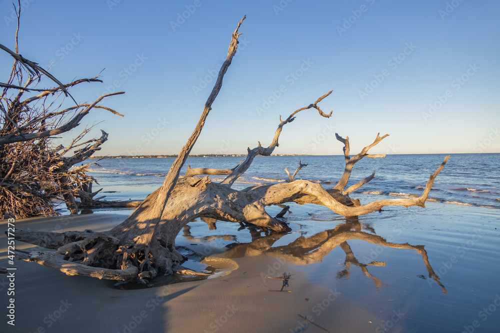 Large bare tree and driftwood on the beach
Large bare tree and driftwood on the beach