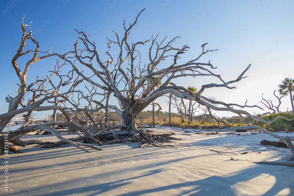 Large bare tree and driftwood on the beach
Large bare tree and driftwood on the beach