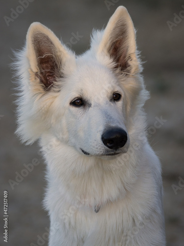 RETRATO CACHORRO DE PERRO BLANCO PASTOR SUIZO