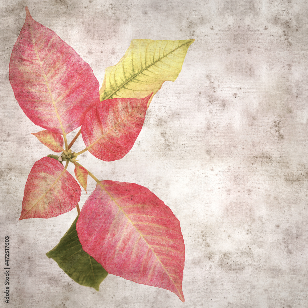 Fototapeta premium square stylish old textured paper background with pink poinsettia leaves 