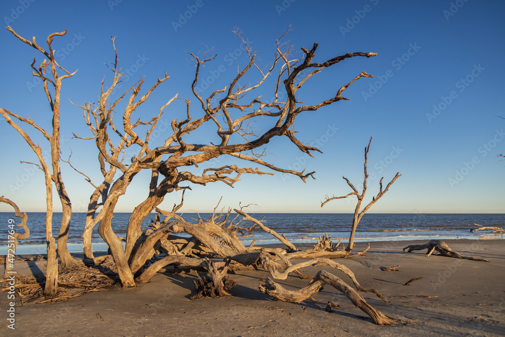 Large bare tree and driftwood on the beach
Large bare tree and driftwood on the beach