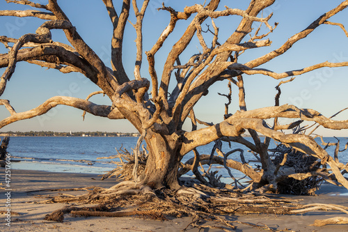 Large bare tree and driftwood on the beach   © Martina
