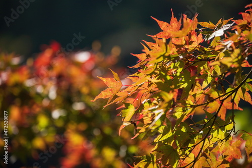 Wallpaper Mural Autumn leaves at gomyo dam , orange maple leaves , higashikagawa city, Kagawa, Shikoku, Japan Torontodigital.ca