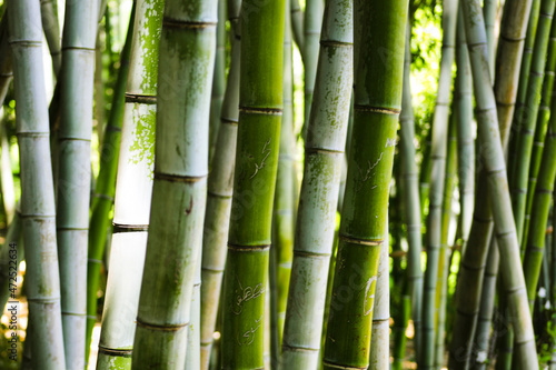 Fototapeta Naklejka Na Ścianę i Meble -  Bamboo at Huntington Gardens, Los Angeles, California