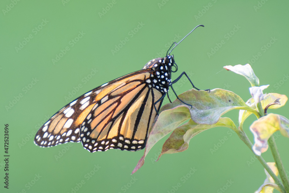 Naklejka premium butterfly on flower