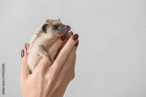 Woman holding cute hedgehog...