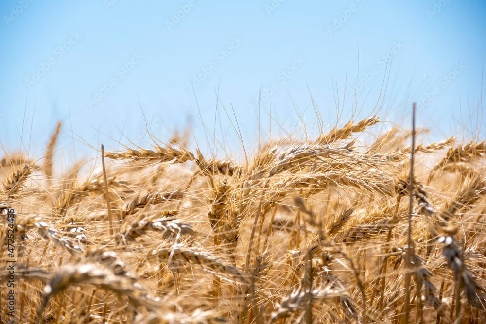 Fototapeta premium Campos sembrados de trigo