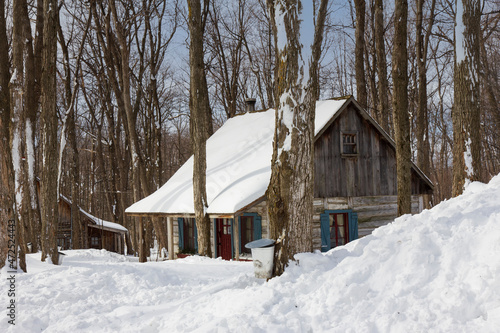 Wooden house in the forest