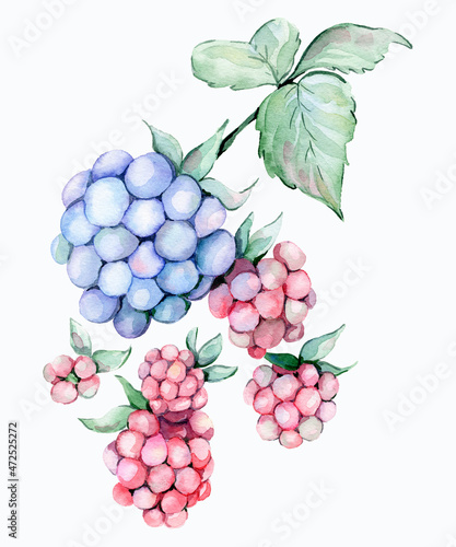 Fototapeta Naklejka Na Ścianę i Meble -  monstera, berries