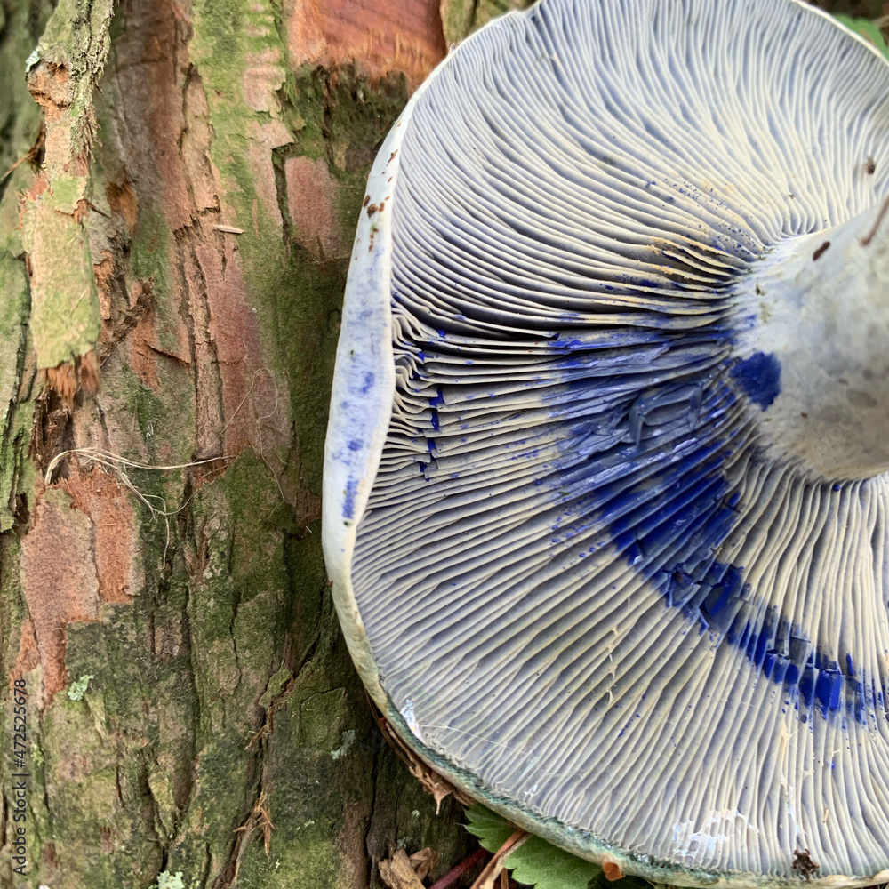Mushroom cap that bleeds blue Lactarius Indigo. Square image of Indigo milk  cap or Lactarius Indigo.