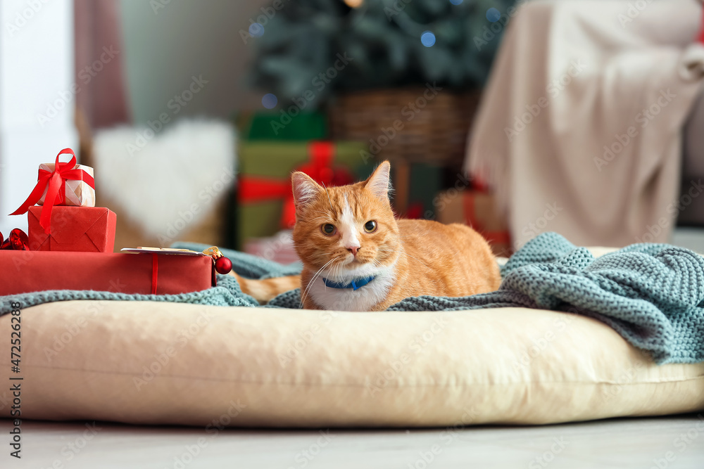 Cute red cat at home on Christmas eve