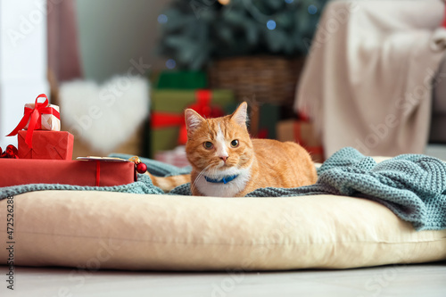 Fototapeta Naklejka Na Ścianę i Meble -  Cute red cat at home on Christmas eve