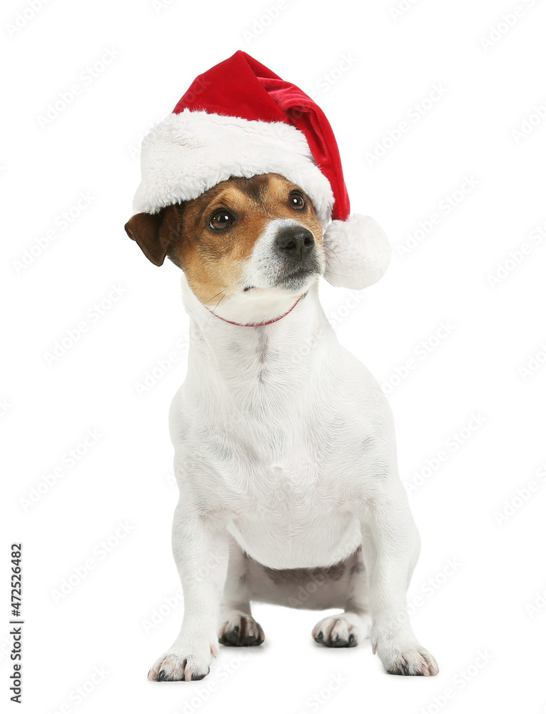 Cute Jack Russel Terrier in Santa hat on white background Cute Jack Russel Terrier in Santa hat on white background