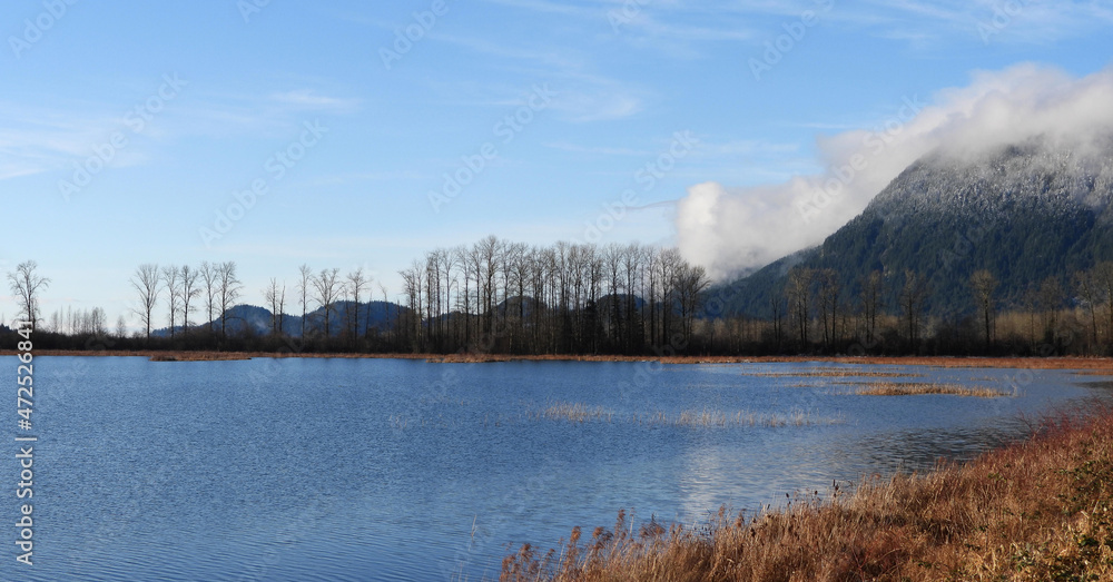 Trees over the lake at the marshes