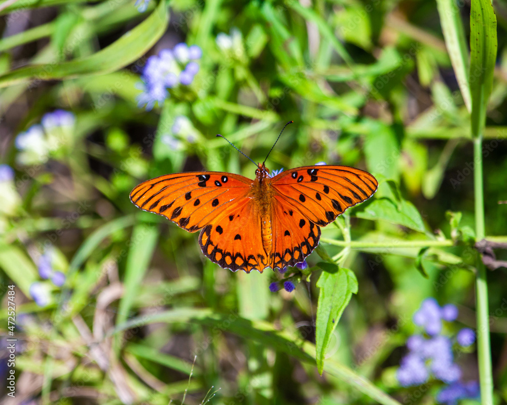 Obraz premium butterfly