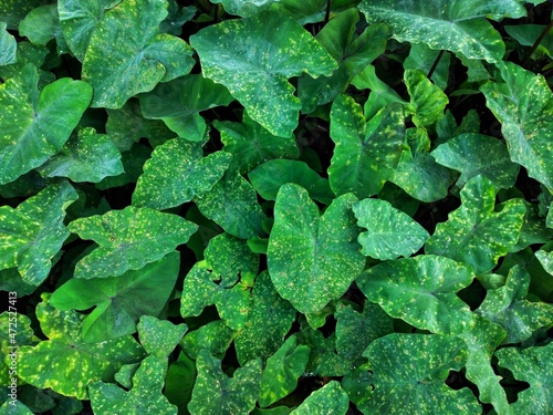 green leaves background