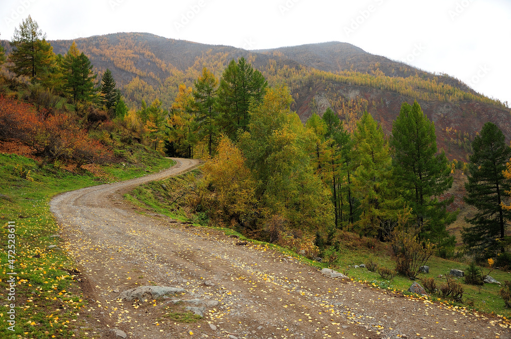 A winding forest road rises to the top of the hill, skirting tall pine trees against the backdrop of an autumn mountain range.