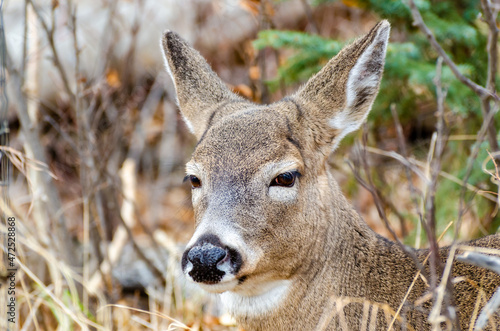 Close-up white-tailed doe deer in an autumn landscape resting