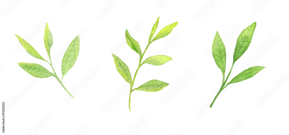 透明水彩で描いたお茶の葉セット 手描きアナログ 透明水彩で描いたお茶の葉セット 手描きアナログ