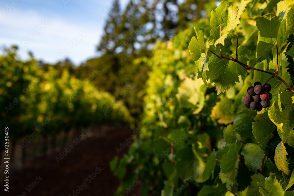 Looking down rows of vines in an Oregon vineyard, sunlight touching leaves and bare earth below.