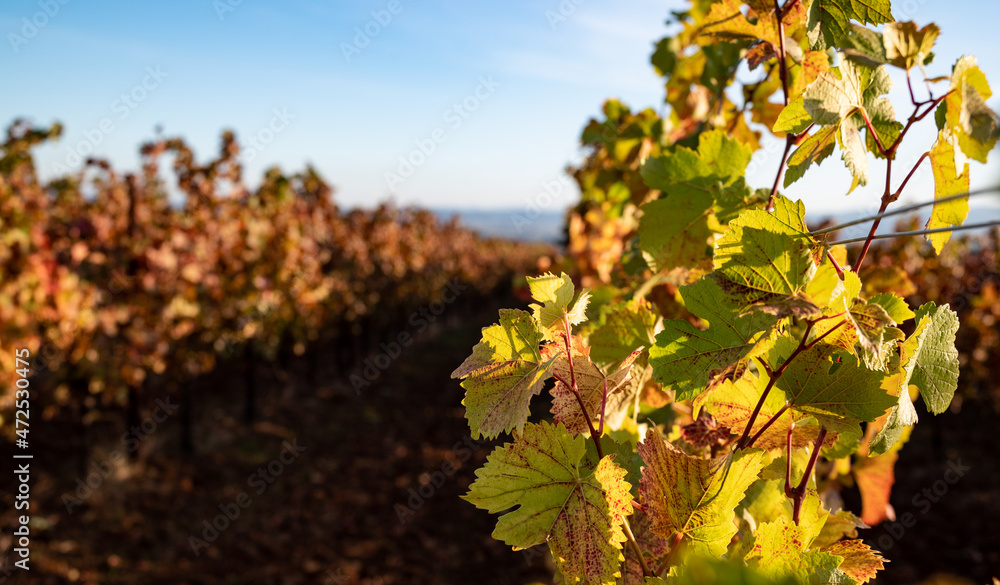 Sun shines through golden leaves on a grapevine in this view down rows of vines in an Oregon vineyard. Sun shines through golden leaves on a grapevine in this view down rows of vines in an Oregon vineyard.