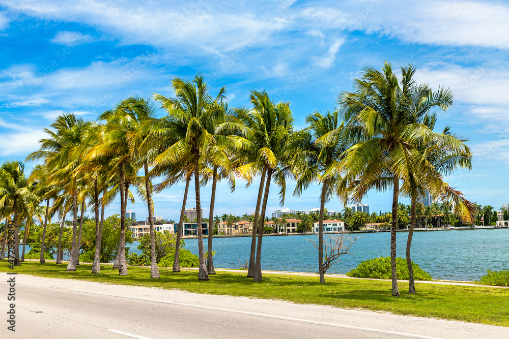 Palm trees in Miami Beach