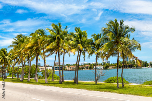 Palm trees in Miami Beach