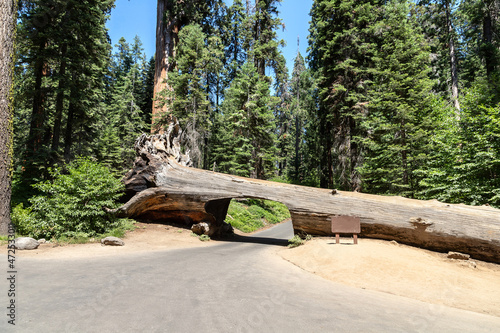 Sequoia National Park in California