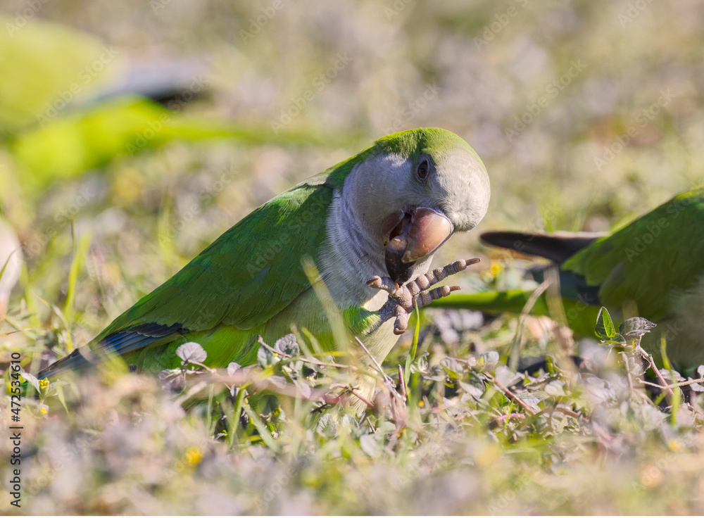 Fototapeta premium Monk parakeet (Myiopsitta monachus)