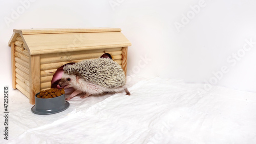 Little hedgehog pet eating at wooden house on white background. Hedgehog home care