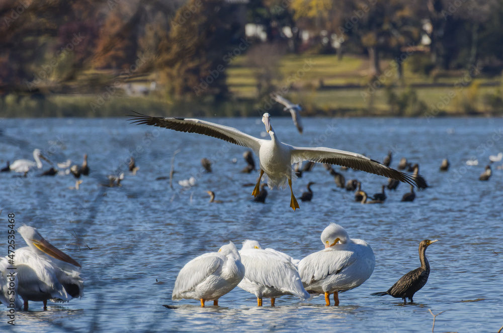 American white pelican at White Rock Lake, Dallas, Texas. American white pelican at White Rock Lake, Dallas, Texas.