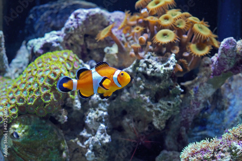 Common Clownfish  Amphiprion ocellaris  swimming in an aquarium with corals