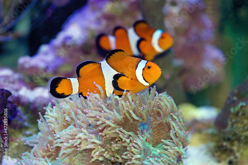 Common Clownfish, Amphiprion ocellaris, swimming in an aquarium with corals