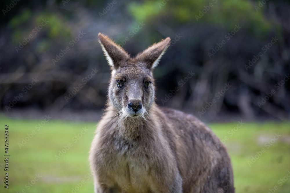 The Forester Kangaroo is the largest of Tasmania's marsupials. A male Forester Kangaroo can reach over two metres in height. Tasmanian Devil Unzoo. Australia. The Forester Kangaroo is the largest of Tasmania's marsupials. A male Forester Kangaroo can reach over two metres in height. Tasmanian Devil Unzoo. Australia.