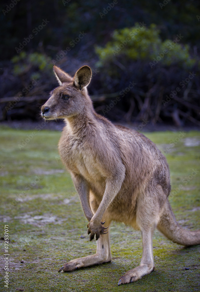 The Forester Kangaroo is the largest of Tasmania's marsupials. A male Forester Kangaroo can reach over two metres in height. Tasmanian Devil Unzoo. Australia. The Forester Kangaroo is the largest of Tasmania's marsupials. A male Forester Kangaroo can reach over two metres in height. Tasmanian Devil Unzoo. Australia.