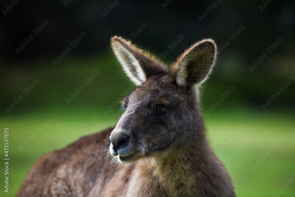 The Forester Kangaroo is the largest of Tasmania's marsupials. A male Forester Kangaroo can reach over two metres in height. Tasmanian Devil Unzoo. Australia. 