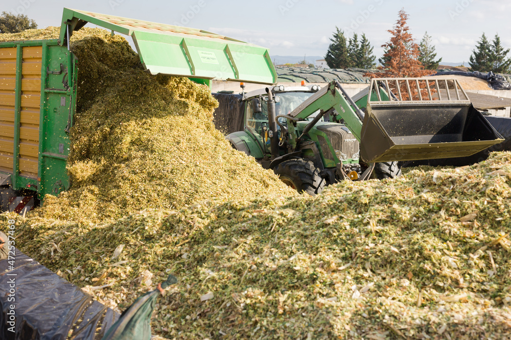 FARM MAS BES, SPAIN - OCTOBER 20, 2021: Tractor excavator forming pile of  chopped fodder corn brought from field. Process of preparing organic silage  for feeding cows on animal farm Stock Photo | Adobe Stock