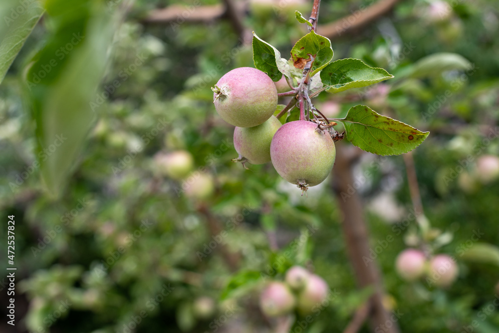 Pink apples close-up with sick leaves. Ripening apples. Pink apples close-up with sick leaves. Ripening apples.