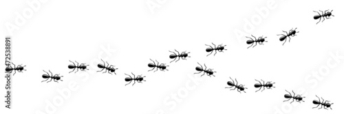 Worker ants trail curve. Ant path isolated in white background. Vector illustration