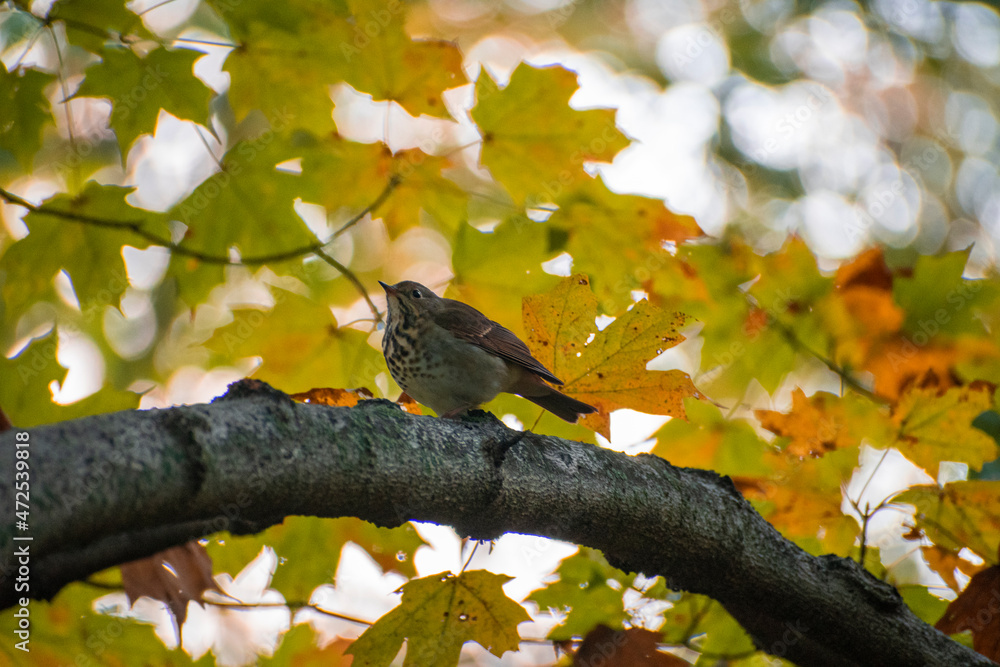 Autumn Leaves and a bird sings Autumn Leaves and a bird sings