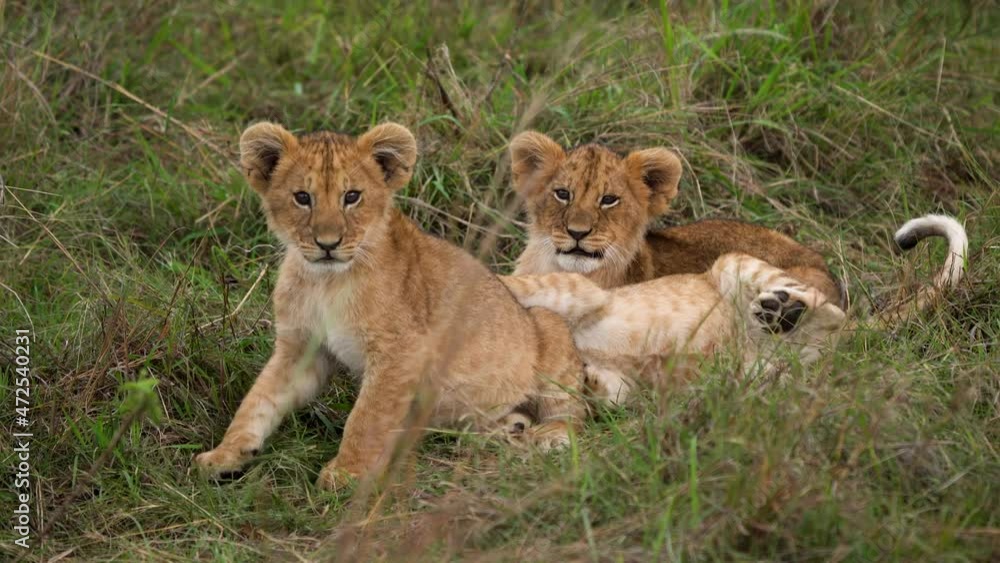 Three lion clubs being very playful; African wildlife safari Three lion clubs being very playful; African wildlife safari